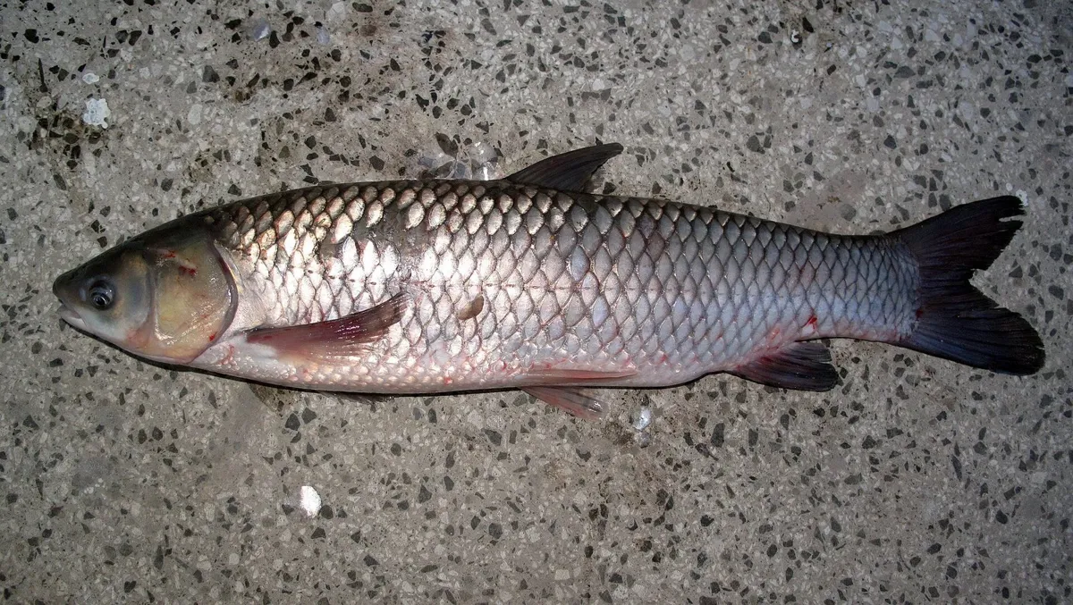 Amur biały