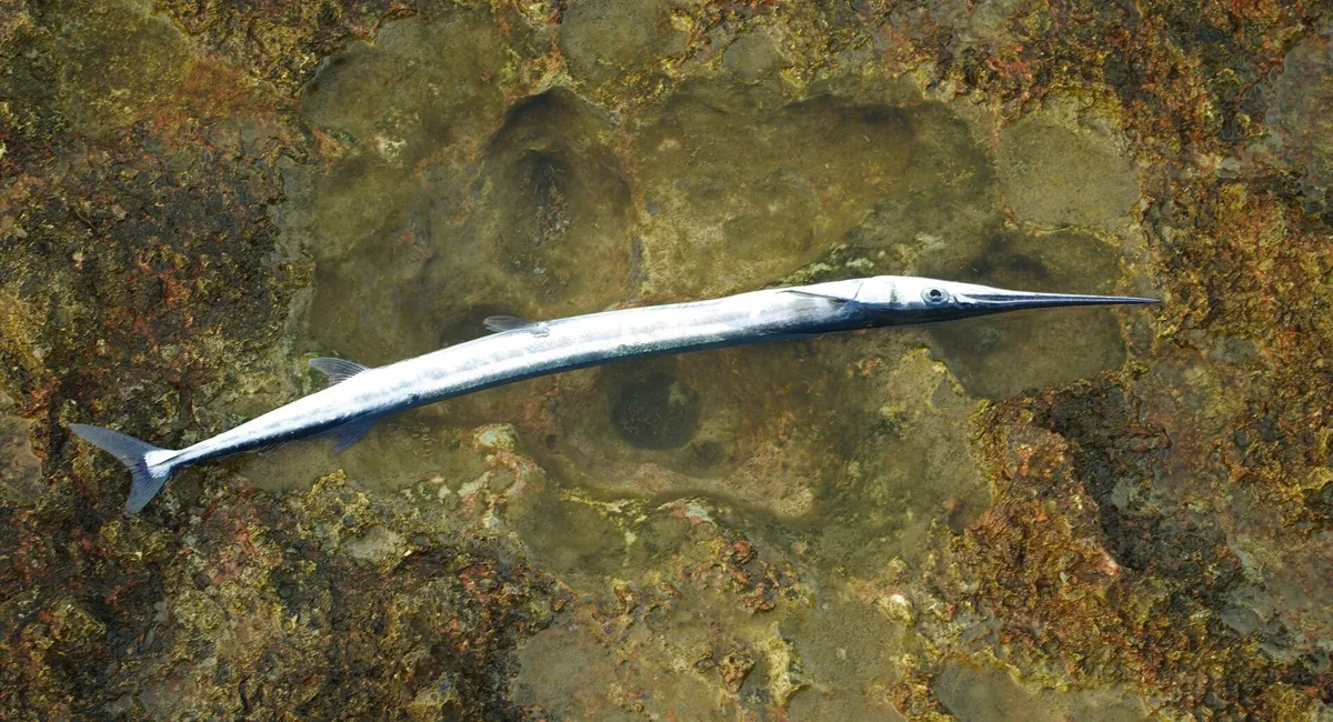 Belona (zielonka)