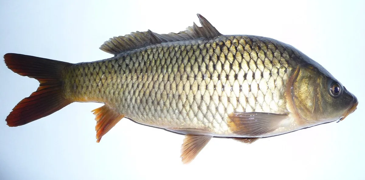 Karp