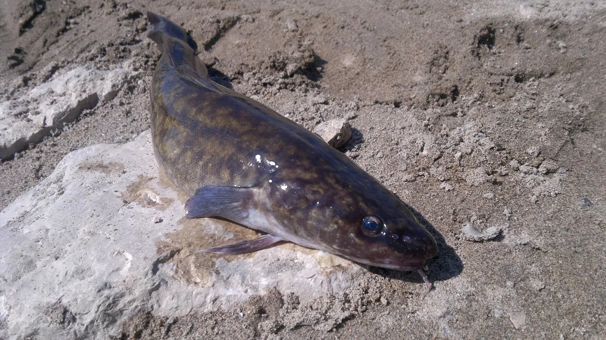 Miętus