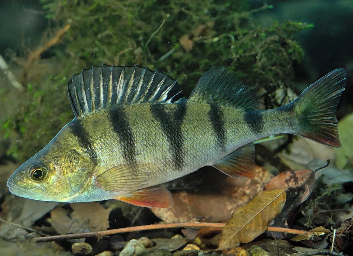 Okoń