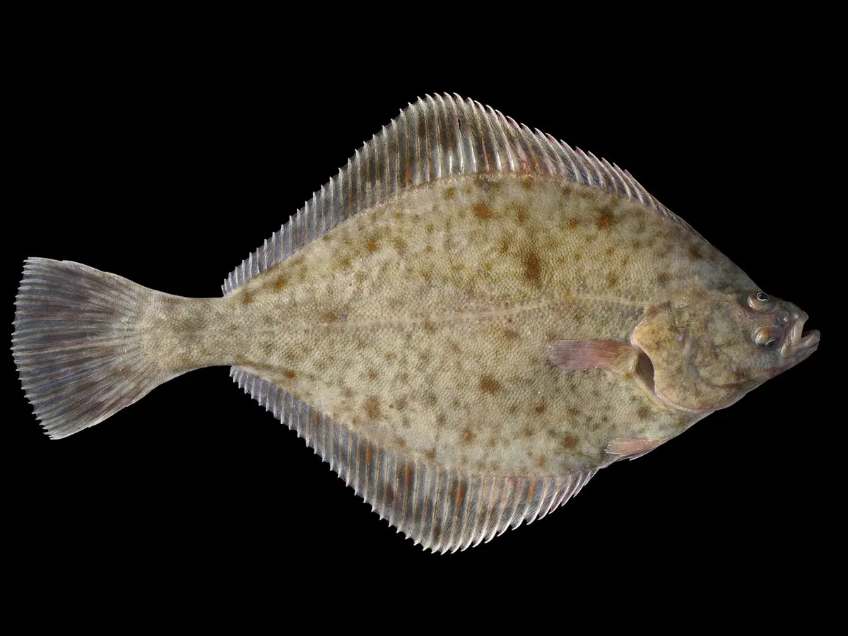 Stornia (flądra)