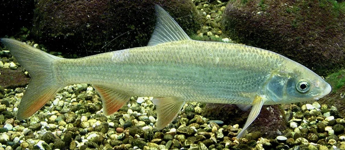 Świnka