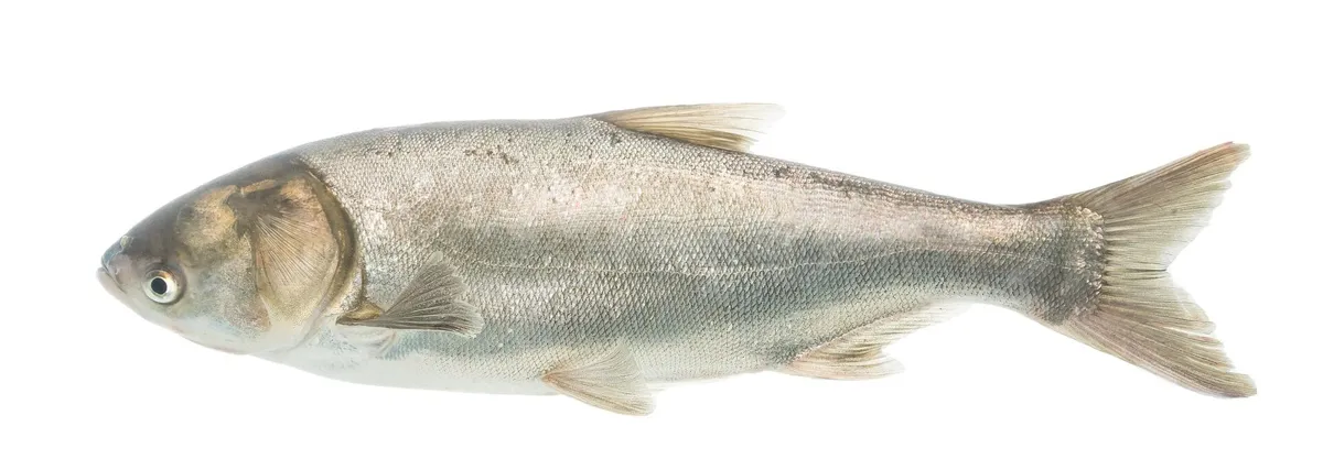 Tołpyga biała